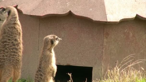 Um grupo de meerkats — Vídeo de Stock