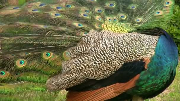 Retrato de un hermoso pavo real — Vídeos de Stock