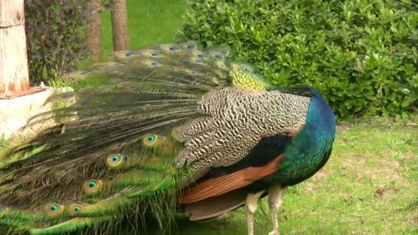 Retrato de um belo pavão — Vídeo de Stock