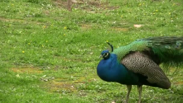 Beautiful peacock 6 — Stock Video