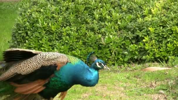 Portrait of a beautiful peacock — Stock Video