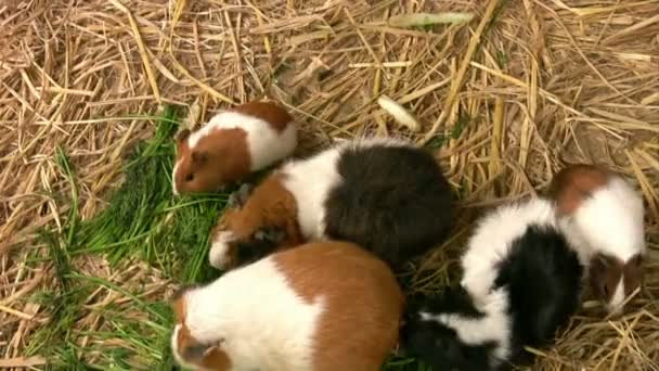 Meerschweinchen füttern — Stockvideo