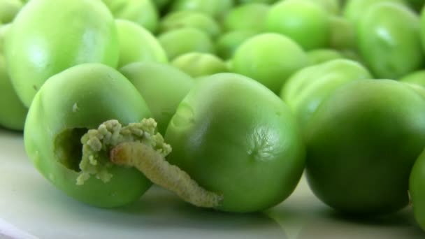 イモムシが這って、豌豆 — ストック動画
