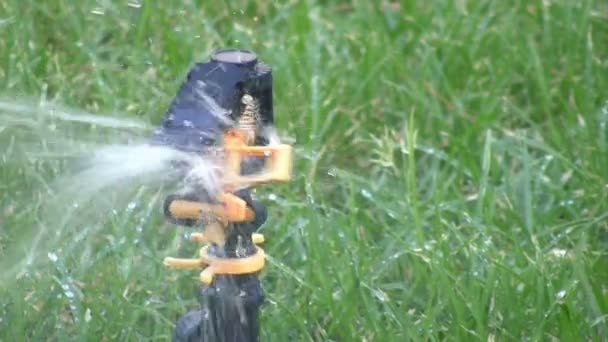 スプリンクラー散水を草します。 — ストック動画