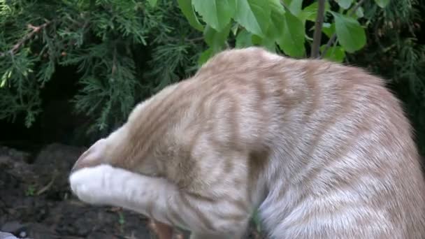 Kis macskák a kertben — Stock videók