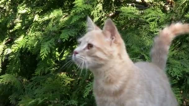 Little cats in the garden — Stock Video