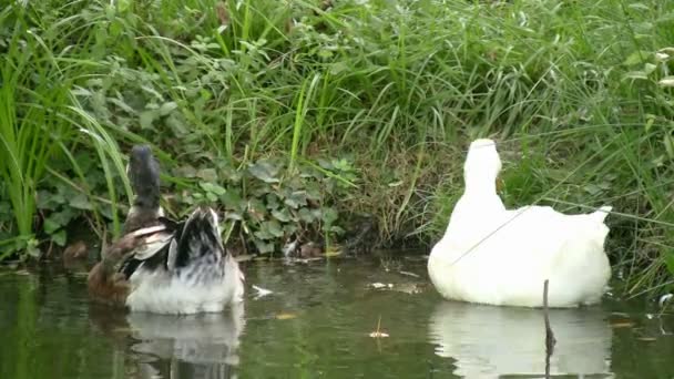Canards nageant dans un lac béatifiant 