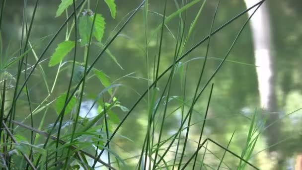 Reflejo fuera del lago — Vídeo de stock