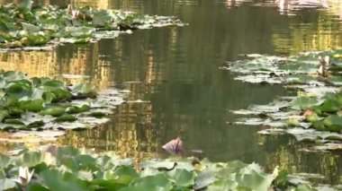 nilüferler güzel göl