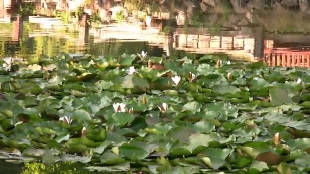 Lago bem-aventurado com lírios de água — Vídeo de Stock