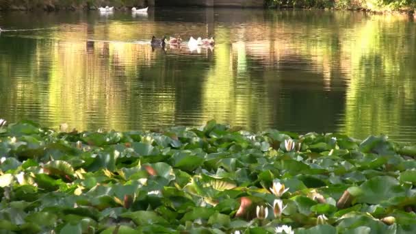 Прекрасное озеро с водяными лилиями и утками — стоковое видео