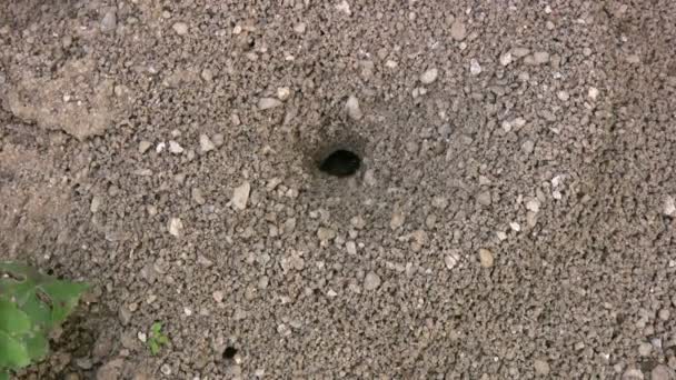 Mravenčí kopec蟻の丘 — Stock video