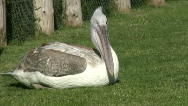 Pelicano descansando — Vídeo de Stock