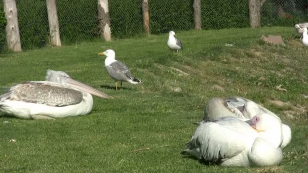 Gaviotas y pelícanos Descansando — Vídeos de Stock