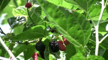 böğürtlen ağacı