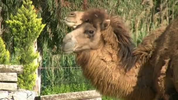 Camello en el zoológico — Vídeo de stock