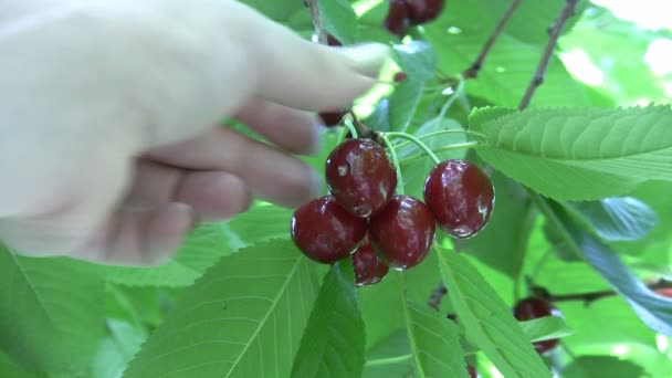 Červené třešně na stromě — Stock video