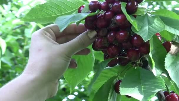 Cerezas rojas en el árbol — Vídeos de Stock