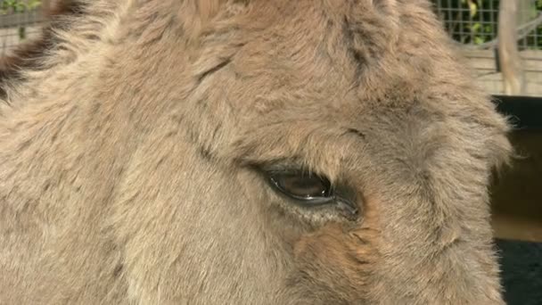 Burro en granja — Vídeo de stock