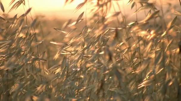 Трава и лето — стоковое видео
