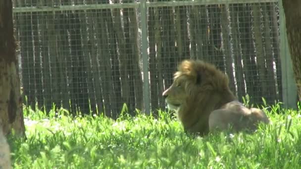 Grande Masculino Leão Resting — Vídeo de Stock