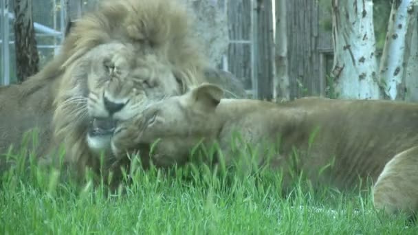 Leones descansando — Vídeos de Stock