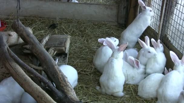 Lapins blancs — Video