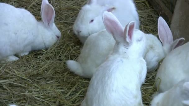 Witte konijnen — Stockvideo