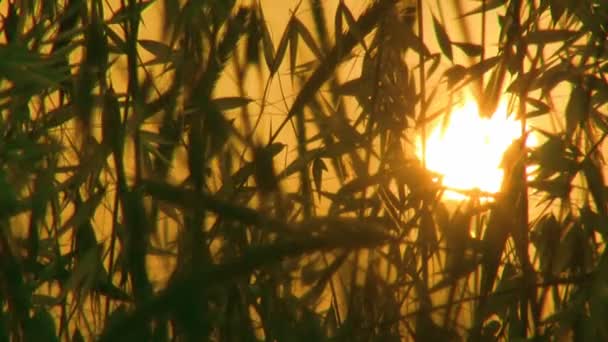 Gras en in de zomer — Stockvideo