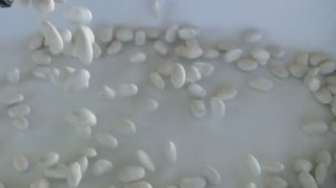 Beyaz Lima fasulyesi.