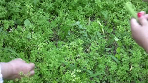 Female hand picking parsley outdoors — Stock Video