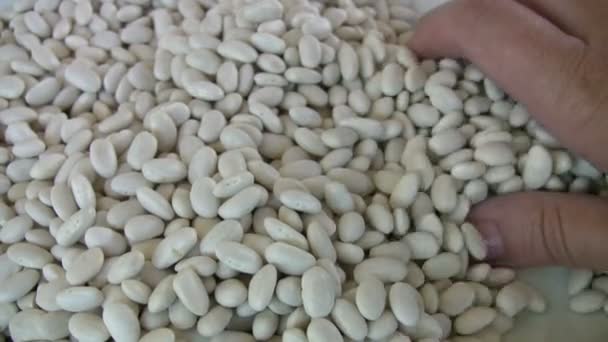 Белые бобы Лимы — стоковое видео