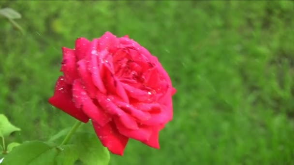 Срезание розовых кустов — стоковое видео