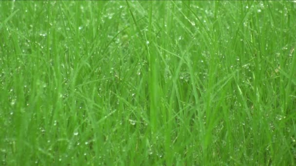 Gras sprinkler drenken — Stockvideo