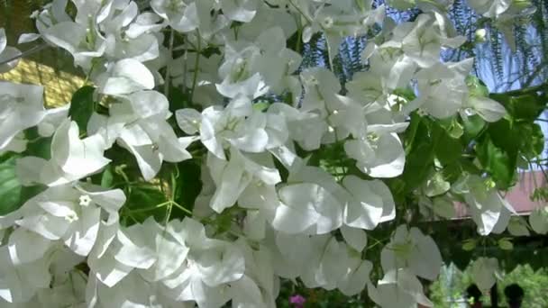 Пурпурный и белый цветок Bougainvillea — стоковое видео