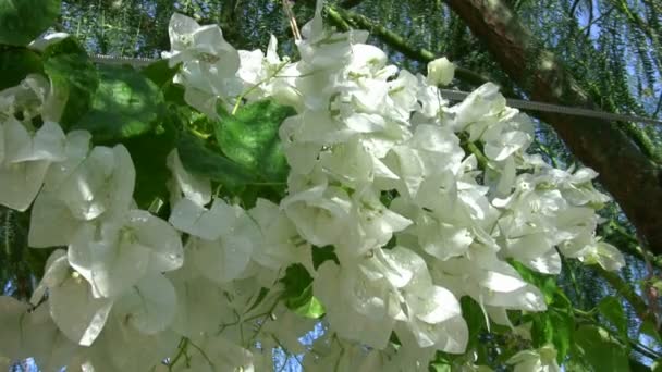 Purpurowy i biały kwiat Bougainvillea — Wideo stockowe