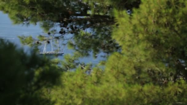 Powierzchniową widok drzewa i piękna plaża z łódź żagiel — Wideo stockowe