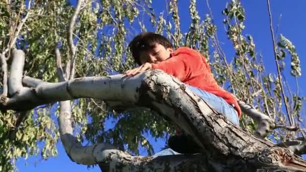 Felice giovane ragazzo su un albero — Video Stock