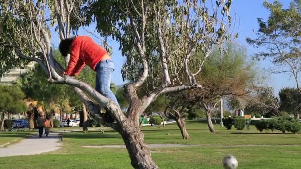 Niño trepando un árbol — Vídeo de stock