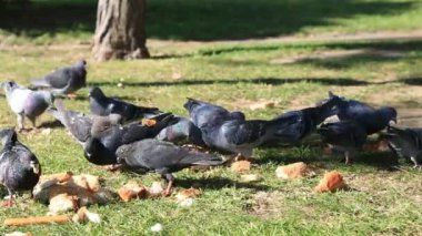 Bir grup ve yere besleme güvercin