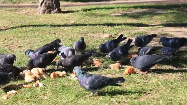 Un grupo de palomas que se alimentan del suelo — Vídeo de stock