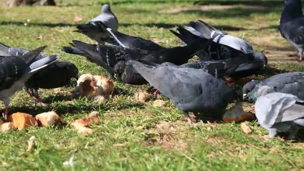 Um grupo de pombos que se alimentam do solo — Vídeo de Stock