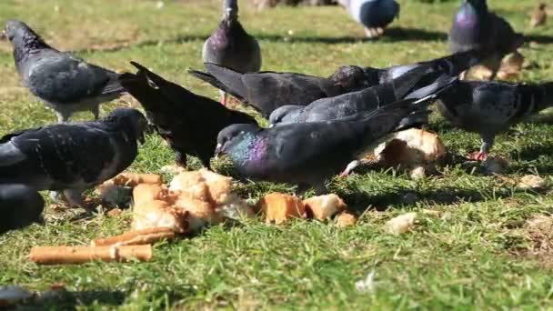 Eine Gruppe Tauben, die sich vom Boden ernähren — Stockvideo