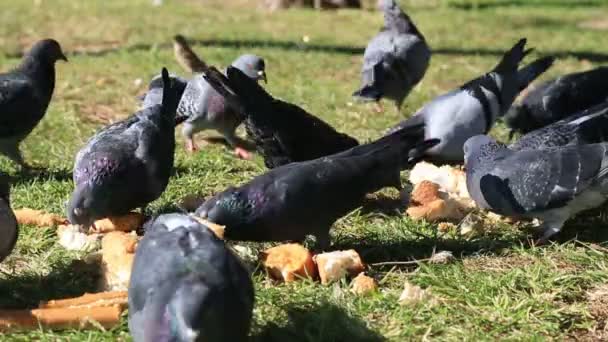 Un gruppo di piccioni che si nutrono del terreno — Video Stock