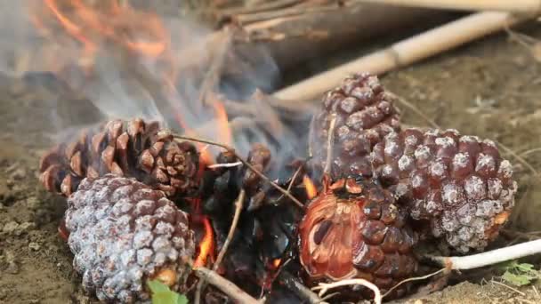 Cônes de pin brûlant dans un feu — Video