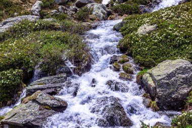 Arkhyz 'in eteklerinde çiçek çayırı