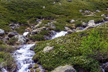 Arkhyz 'in eteklerinde çiçek çayırı