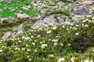 Arkhyz 'in eteklerinde çiçek çayırı