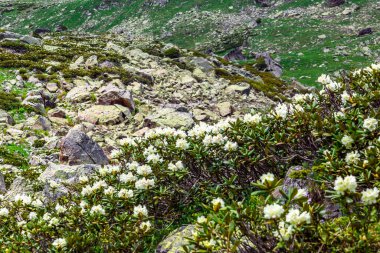 Arkhyz 'in eteklerinde çiçek çayırı