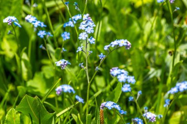 Nehir kıyısındaki çiçek çayırı